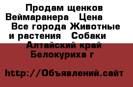 Продам щенков Веймаранера › Цена ­ 30 - Все города Животные и растения » Собаки   . Алтайский край,Белокуриха г.